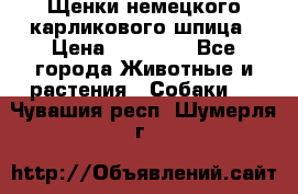 Щенки немецкого карликового шпица › Цена ­ 20 000 - Все города Животные и растения » Собаки   . Чувашия респ.,Шумерля г.